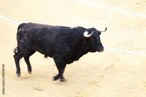 Angry bull Bullfighting. A large Spanish bull fighting.