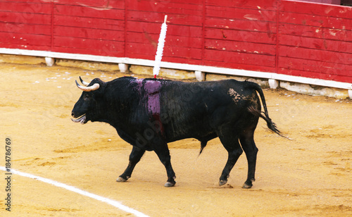 A large Spanish bull fighting. Spanish bullfight.