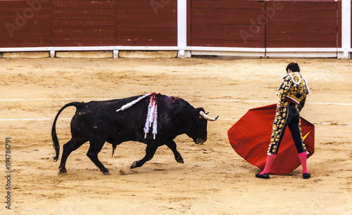 Spanish bullfight. .The enraged bull attacks the bullfighter. Corrida de toros.