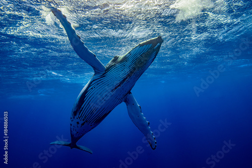 baleine qui téacceuil à pectorales ouvertes