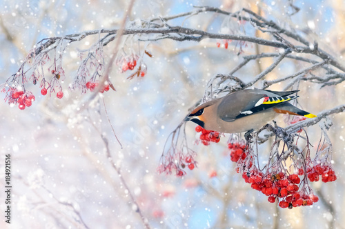 Background with bird waxing on branch of frozen mountain ash