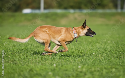 Running dog - malinois