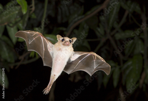 Dwarf epauletted fruit bat (Micropteropus pussilus) flying at night, Legon, Ghana