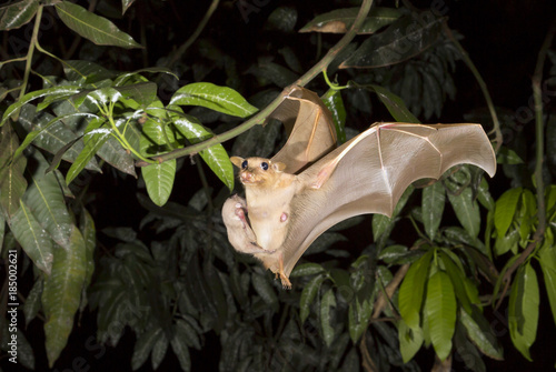 Female Gambian epauletted fruit bat (Epomophorus gambianus) flying with a baby on her belly, Volta Province, Ghana.