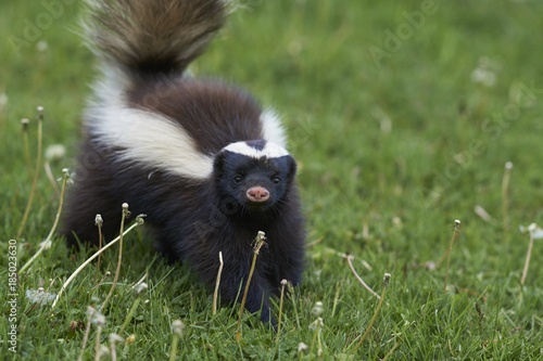 Humboldt's hog-nosed skunk (Conepatus humboldti) searching for food in Valle Chacabuco, Patagonia, Chile