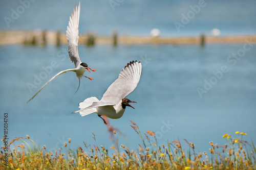 black-headed gull attacking a common tern at the waterside - Texel - Netherlands