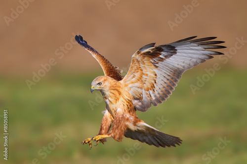 Long-legged buzzard (Buteo rufinus) in natural habitat