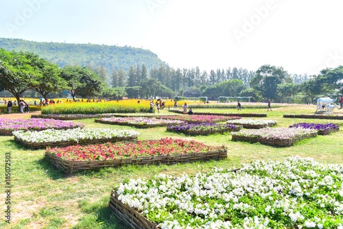 Beautiful Flower Fields in Jim Thompson Farm