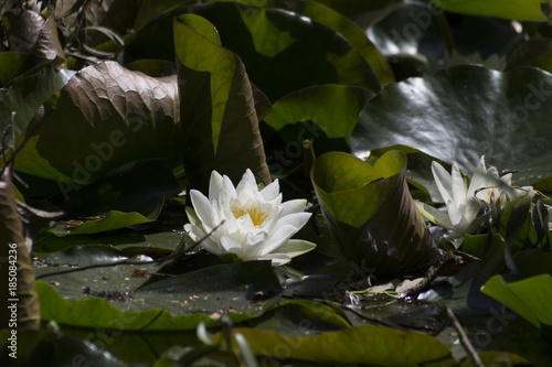 nenuphar flower