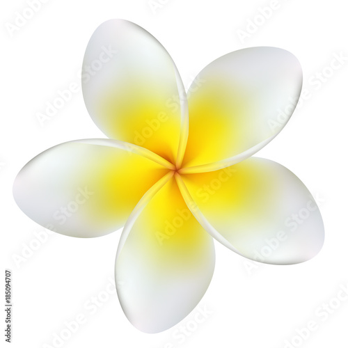 Plumeria. Tropical flower. Frangipani. Exotic plant. Yellow. Vector. Isolated.