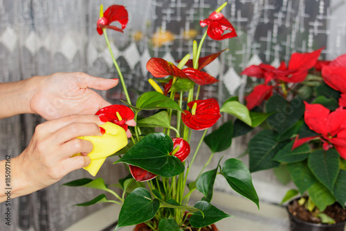 Girl wipes the leaves of the Anthurium.