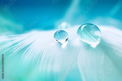 White light airy soft bird feather with transparent fresh drops of water on turquoise blue background close-up macro. Delicate dreamy exquisite artistic image of the purity and fragility of nature.