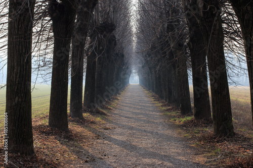 viale alberato nel parco del Lura - Lomazzo