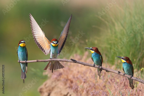 The life of bee-eater (Merops apiaster) in natural habitat