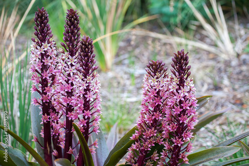 Orobanche Also Known As Broomrape Or Broom-Rape Flower