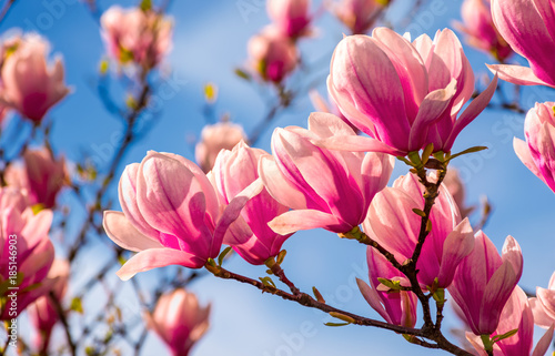 magnolia flowers branch on a blue sky background