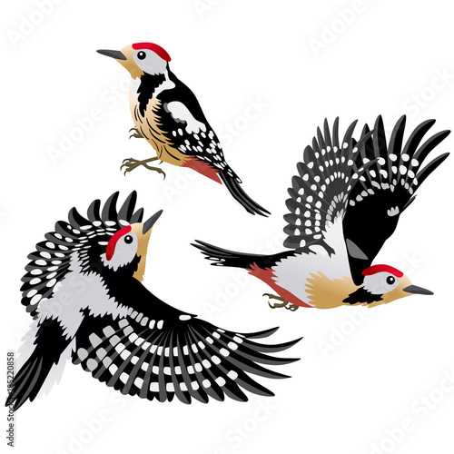 Three poses of European middle woodpecker / European middle woodpeckers are sitting and flying on white background 