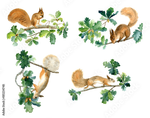 squirrels and oak