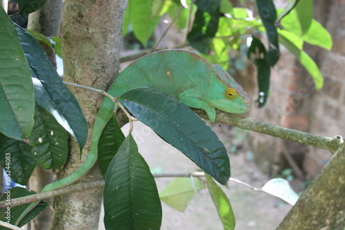 Chamäleon in Madagaskar