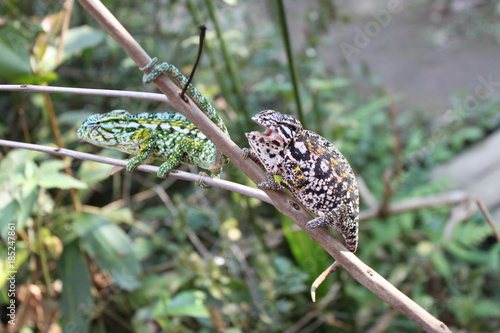 Chamäleonpärchen in Madagaskar