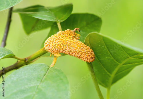 orange plant gall