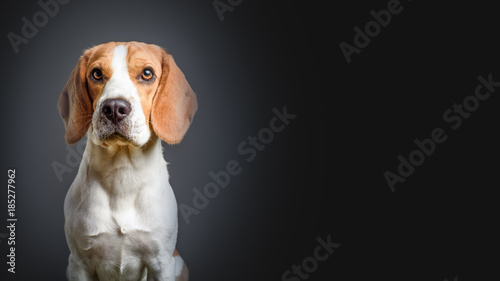 Smart Beagle dog on a black background looking towards camera. Copy space on right.