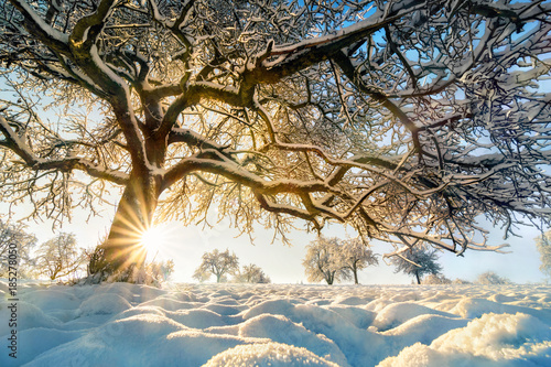 Winter Landschaft mit der Sonne hinter einem schönem Baum