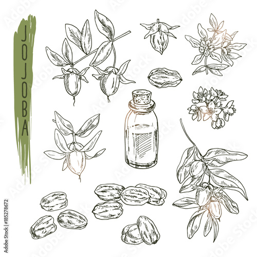 Set of jojoba elements. Vector realistic sketch of organic plant is good for a logo, banner, flyer creation or advertising medicinical, beauty and spa products.