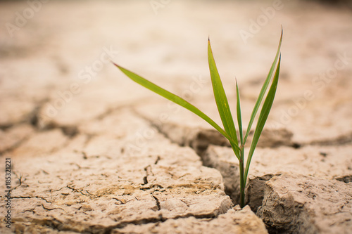 Mała zielona roślina na pęknięcie suchej ziemi, pojęcie susza