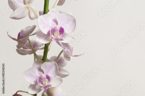 Phalaenopsis orchid flowers (butterfly orchid)