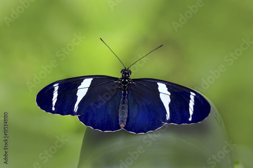 Heliconia Schmetterling, Heliconius sara