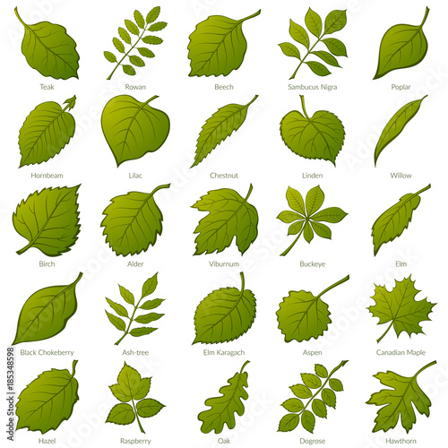 Set of Green Leaves of Various Plants, Trees and Shrubs, Nature Icons for Your Design. Vector