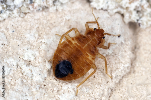 Bed bug Cimex lectularius parasitic insects of the cimicid family feeds on human blood