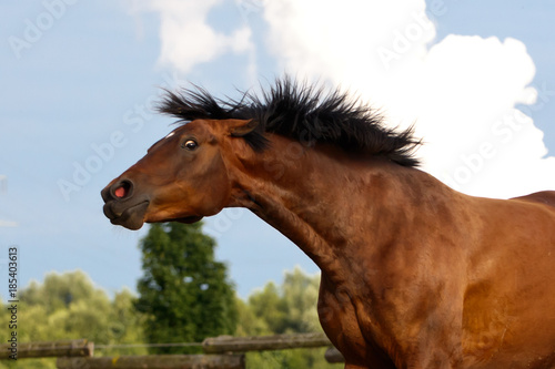 Aggressives Pferd