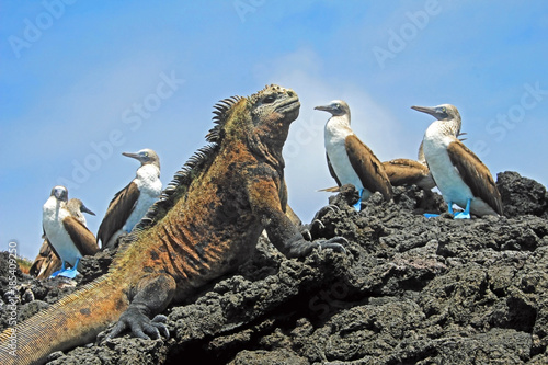 Legwan morski z głuptakami, dureń, Sula nebouxii i Amblyrhynchus cristatus na wyspie Isabela, Galapagos, Ekwador, Ameryka Południowa