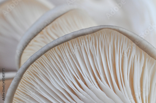 Oyster mushroom or Pleurotus ostreatus background photo close-up. Healing and easily cultivated mushroom