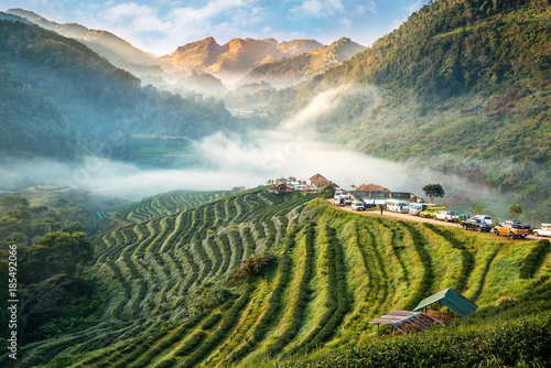 Tea plantation 2000 's in the Doi Ang Khang, Chiang Mai, Thailand.