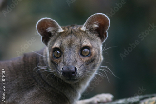 Portrait de fossa