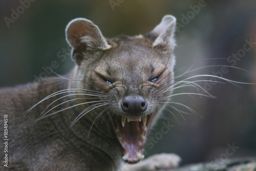 Portrait de fossa