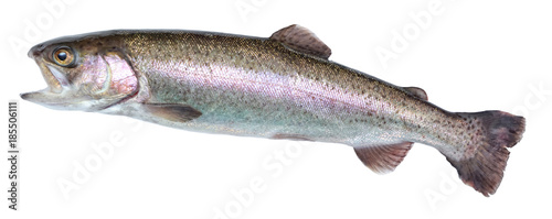 Fish rainbow trout, jumping out of the water, isolated on a white background