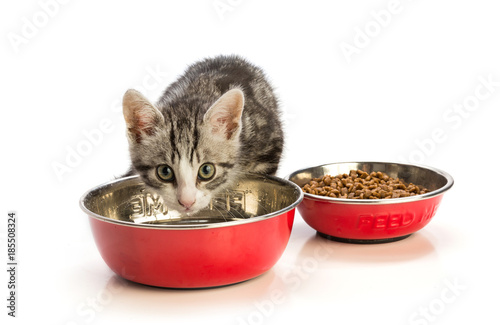 The kitten drinks in a bowl