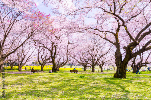 昭和記念公園の桜