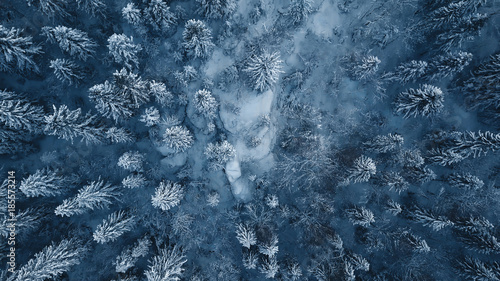 Drone photo of snow covered evergreen trees after a winter blizzard in Lithuania.