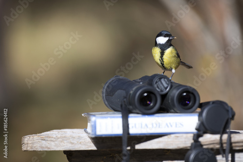 Tit bird with binoculars and ornithology bird field guide book
