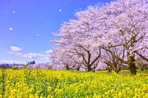 満開の桜と菜の花と桜吹雪