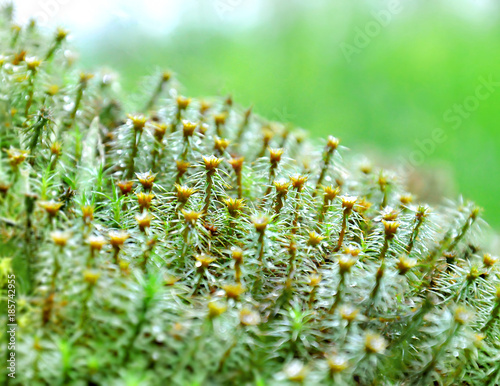Different types of moss and lichen, close-up, soft focus