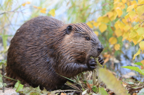 North American Beaver (Castor canadensis) eating, Alaska 