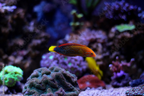 Red Coris Wrasse (Coris gaimard) 