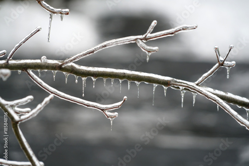 Close up on tree branch after the frozen rain