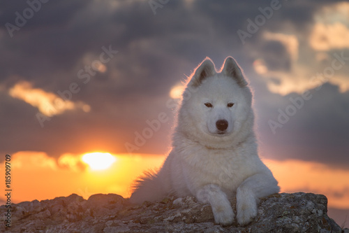 Beautiful white samoyed dog standing on a rock in the sunset light